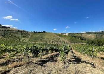 Foto 10 - Terreno agricolo Contrada Collevecchio
 
snc, Ripatransone - foto 10