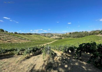 Foto 14 - Terreno agricolo Contrada Collevecchio
 
snc, Ripatransone - foto 14