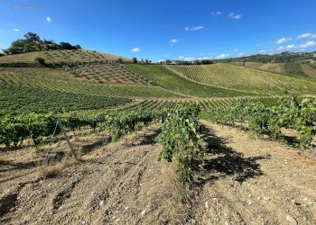 Foto 16 - Terreno agricolo Contrada Collevecchio
 
snc, Ripatransone - foto 16