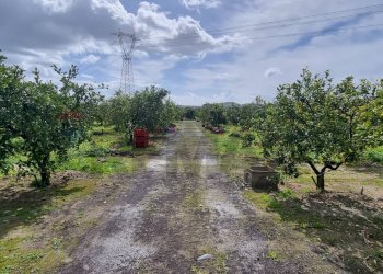 Giardino - Terreno agricolo CONTRADA SALINELLE, Paterno - foto 4