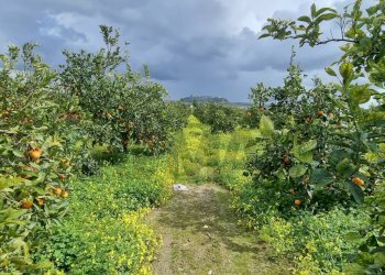 Giardino - Terreno agricolo CONTRADA SALINELLE, Paterno - foto 5