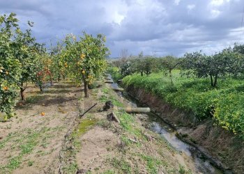 Giardino - Terreno agricolo CONTRADA SALINELLE, Paterno - foto 6