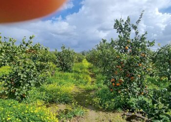 Giardino - Terreno agricolo CONTRADA SALINELLE, Paterno - foto 7