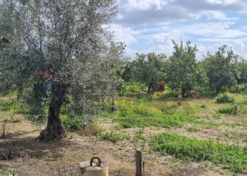 Giardino - Terreno agricolo CONTRADA SALINELLE, Paterno - foto 8