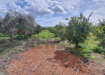 Giardino - Terreno agricolo CONTRADA SALINELLE, Paterno - foto 11