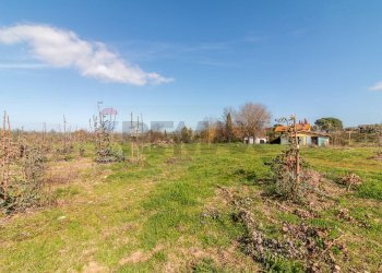 Giardino - Rustico Str. della Sgrilla, 28-20, Capalbio - foto 12