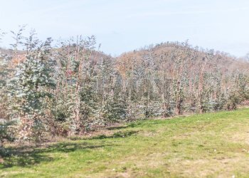 Vista delle montagne - Rustico Str. della Sgrilla, 28-20, Capalbio - foto 16