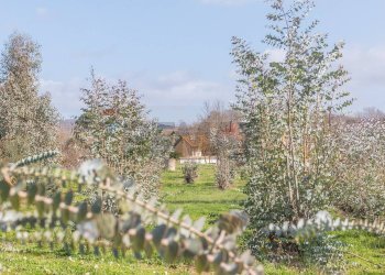 Giardino - Rustico Str. della Sgrilla, 28-20, Capalbio - foto 24