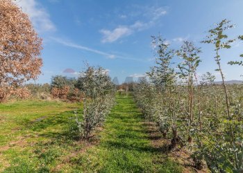 Giardino - Rustico Str. della Sgrilla, 28-20, Capalbio - foto 25