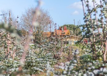 Giardino - Rustico Str. della Sgrilla, 28-20, Capalbio - foto 28