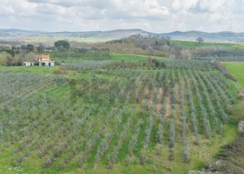 Vista delle montagne - Rustic Str. della Sgrilla, 28-20, Capalbio - photo 54