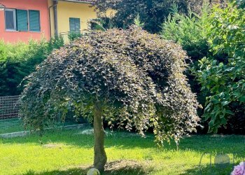 Foto 53 - Villa via Cordova, Baldissero Torinese - photo 53