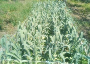 Foto 27 - Casa indipendente Centuripe - foto 27