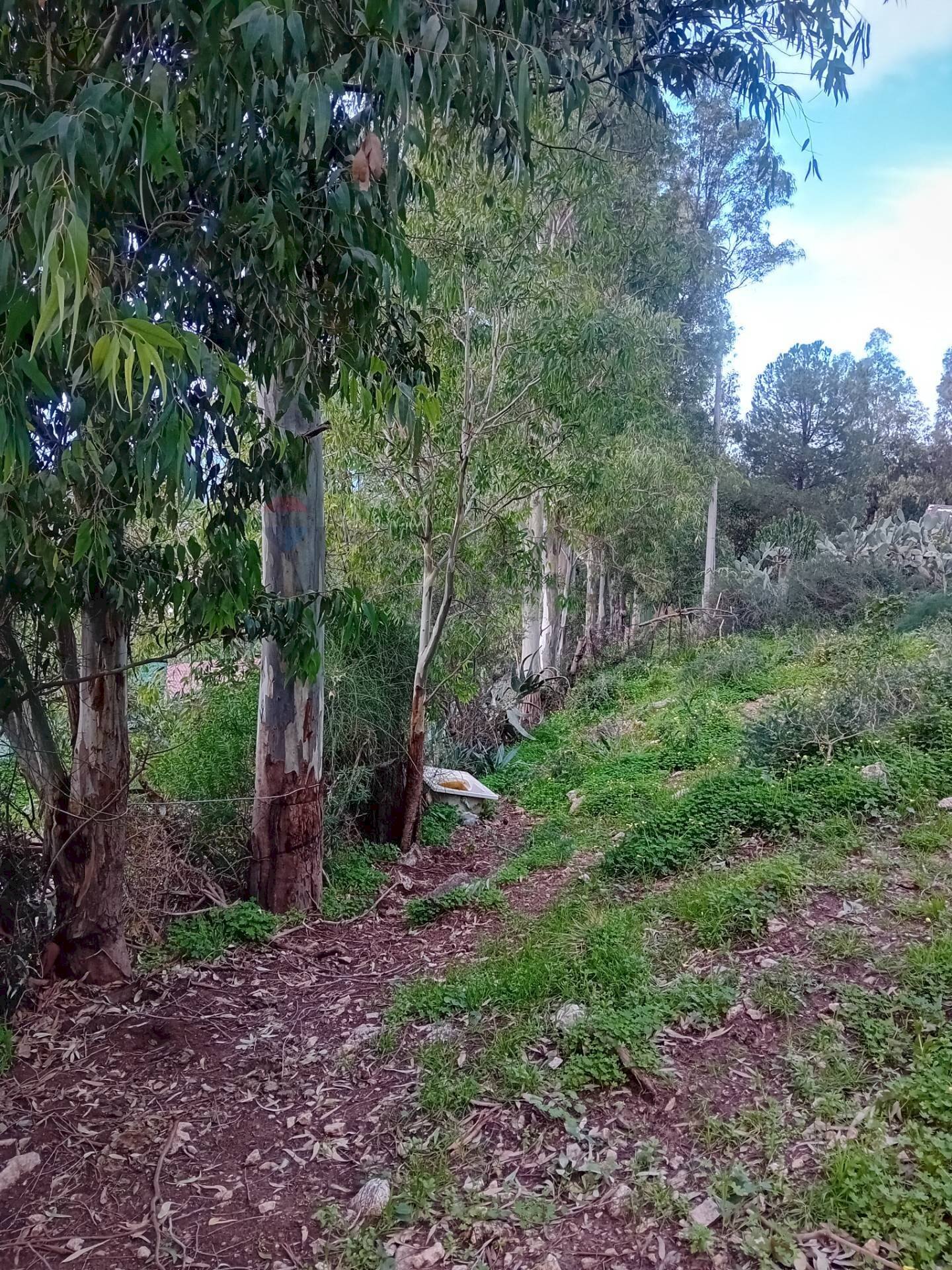 Giardino - Terreno agricolo Contrada paternella, Terrasini - foto 1