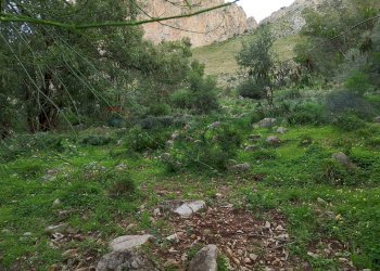 Giardino - Terreno agricolo Contrada paternella, Terrasini - foto 6