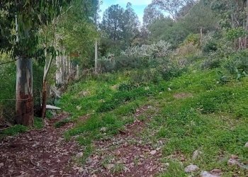 Giardino - Terreno agricolo Contrada paternella, Terrasini - foto 7