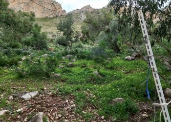 Giardino - Terreno agricolo Contrada paternella, Terrasini - foto 8