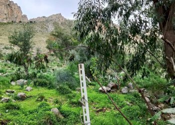 Giardino - Terreno agricolo Contrada paternella, Terrasini - foto 9
