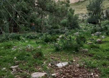 Giardino - Terreno agricolo Contrada paternella, Terrasini - foto 13