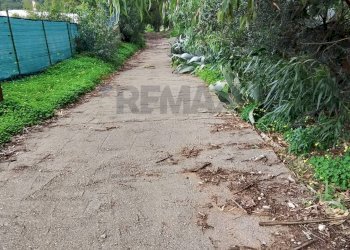 Giardino - Terreno agricolo Contrada paternella, Terrasini - foto 14