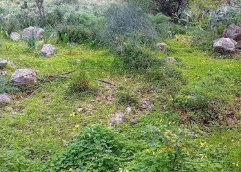 Giardino - Terreno agricolo Contrada paternella, Terrasini - foto 15