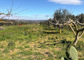 Vista delle montagne - Agricultural land Strada Vicinale Vigne Vecchie, Crispiano - photo 9