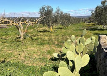 Giardino - Agricultural land Strada Vicinale Vigne Vecchie, Crispiano - photo 12
