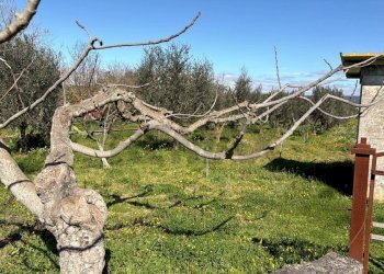 Giardino - Agricultural land Strada Vicinale Vigne Vecchie, Crispiano - photo 14