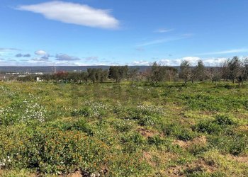 Vista delle montagne - Agricultural land Strada Vicinale Vigne Vecchie, Crispiano - photo 17