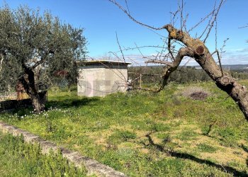 Giardino - Agricultural land Strada Vicinale Vigne Vecchie, Crispiano - photo 18