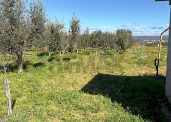 Giardino - Agricultural land Strada Vicinale Vigne Vecchie, Crispiano - photo 20