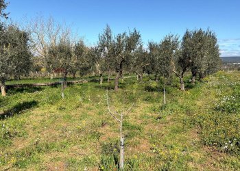 Giardino - Agricultural land Strada Vicinale Vigne Vecchie, Crispiano - photo 23