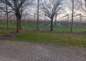 Terreno - Trilocale Tangenziale Bruno Losi, Carpi - foto 14