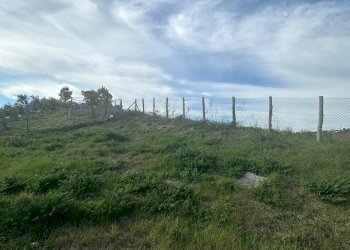 WhatsApp Image 2026-02-23 at 11.21.47 (4).jpeg - Terreno agricolo Castel di Lama - foto 4