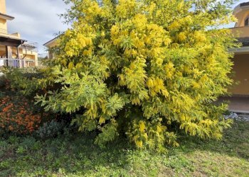 153971.jpg - Villa Via Aldo Moro 889, Morlupo - photo 14