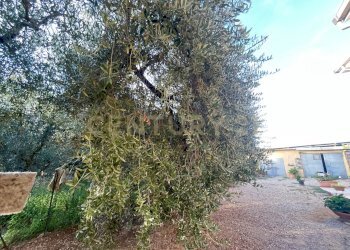 IMG_2032.jpg - Porzione di casa Strada Vicinale di San Donato 36, Orbetello - foto 15