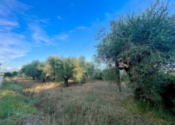 IMG_2048.jpg - Porzione di casa Strada Vicinale di San Donato 36, Orbetello - foto 18