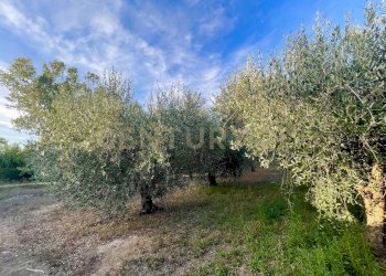 IMG_2042.jpg - Porzione di casa Strada Vicinale di San Donato 36, Orbetello - foto 19