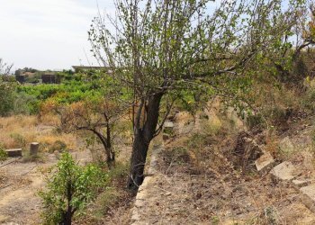 Giardino - Terreno agricolo Contrada San Francesco
 
snc, Misterbianco - foto 12