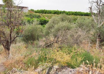 Giardino - Terreno agricolo Contrada San Francesco
 
snc, Misterbianco - foto 13