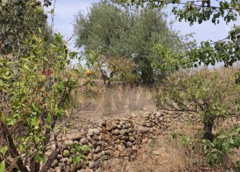 Giardino - Terreno agricolo Contrada San Francesco
 
snc, Misterbianco - foto 15