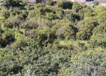 Vista delle montagne - Agricultural land Via Piedimonte
 
12, Mascali - photo 10