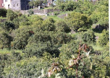 Giardino - Agricultural land Via Piedimonte
 
12, Mascali - photo 11