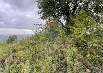 Foto 7 - Terreno agricolo contrada monachella, piano grande, Giarre - foto 7