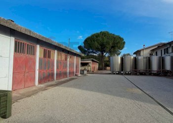 piazzale - Azienda agricola Via Senese Romana
369, Empoli - foto 8