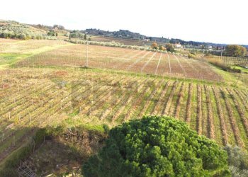 panoramica vigneto - Azienda agricola Via Senese Romana
369, Empoli - foto 15