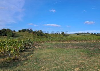 vigneto - Azienda agricola Via Senese Romana
369, Empoli - foto 26