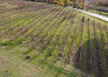 panoramica vigneto - Azienda agricola Via Senese Romana
369, Empoli - foto 47