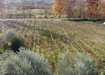 vigneto - Azienda agricola Via Senese Romana
369, Empoli - foto 48