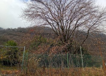 Vista delle montagne - Terreno edificabile VIA CASAMORA, Porto Ceresio - foto 7